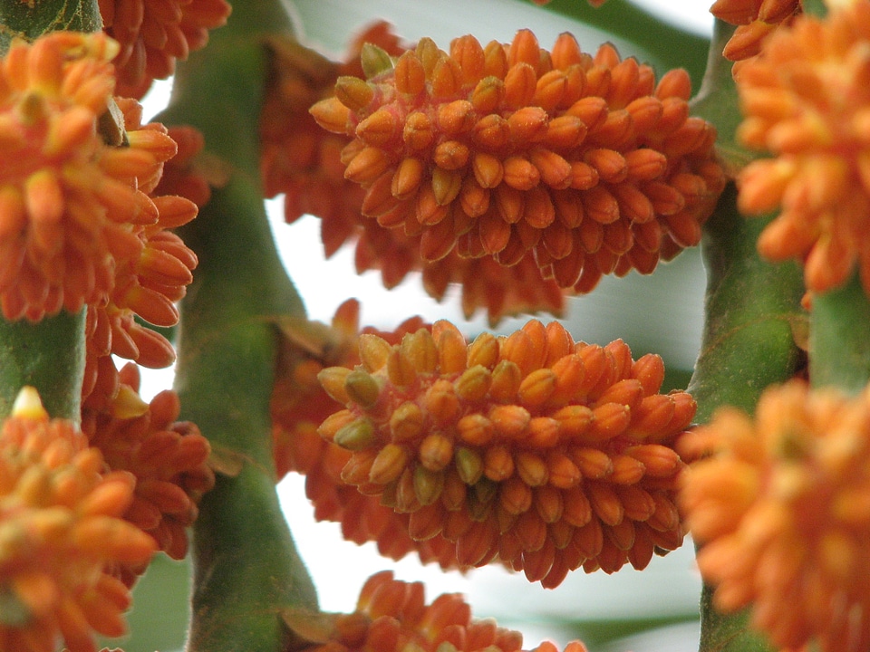 Seeds plant flower