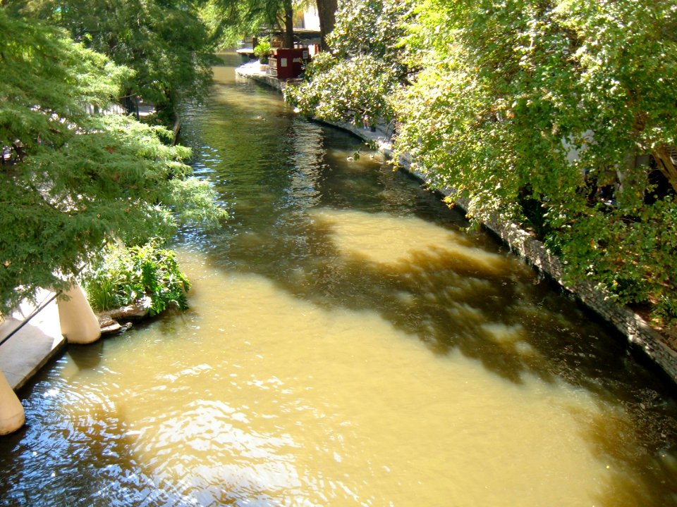 San Antonio Riverwalk Trees