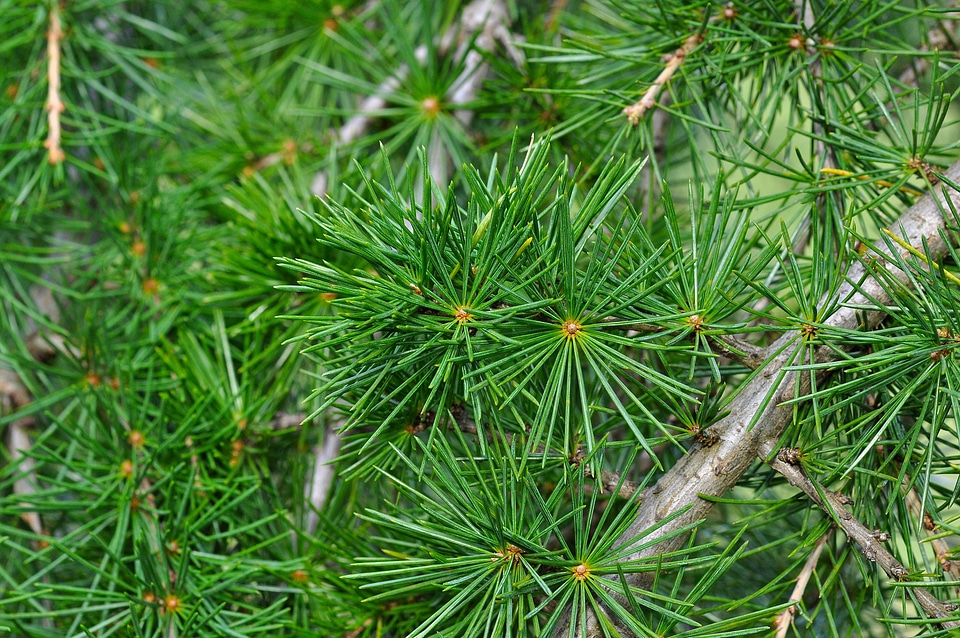 Needle conifer tree