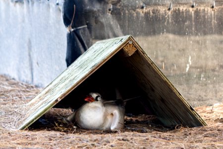 A red-tailed tropicbird (Phaethon rubricauda) sits under an artificial shade structure photo