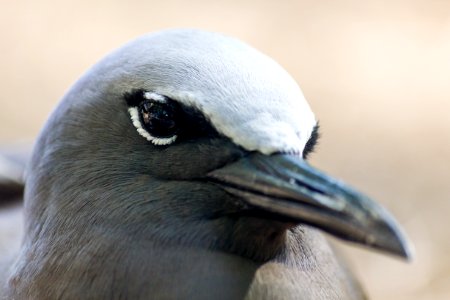 Close-up of a brown noddy (Anous stolidus)