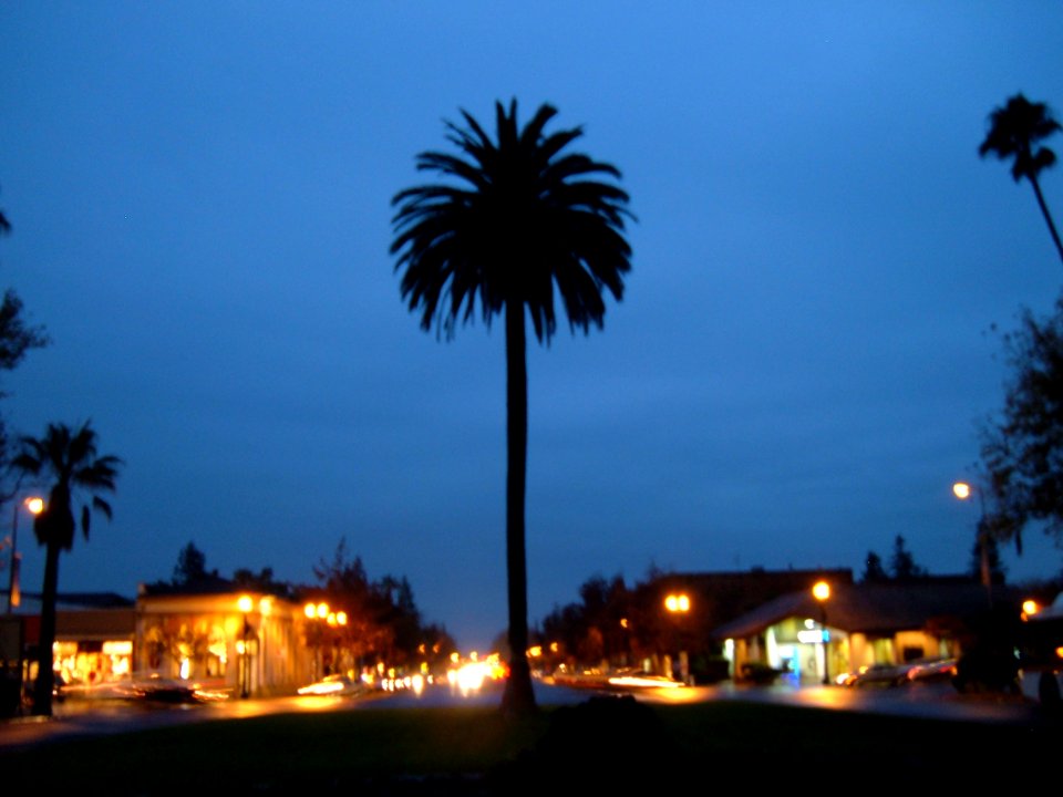 Sonoma Plaza Palm Silhouette