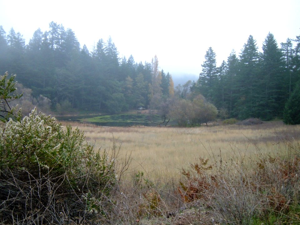 Pond in the Pines