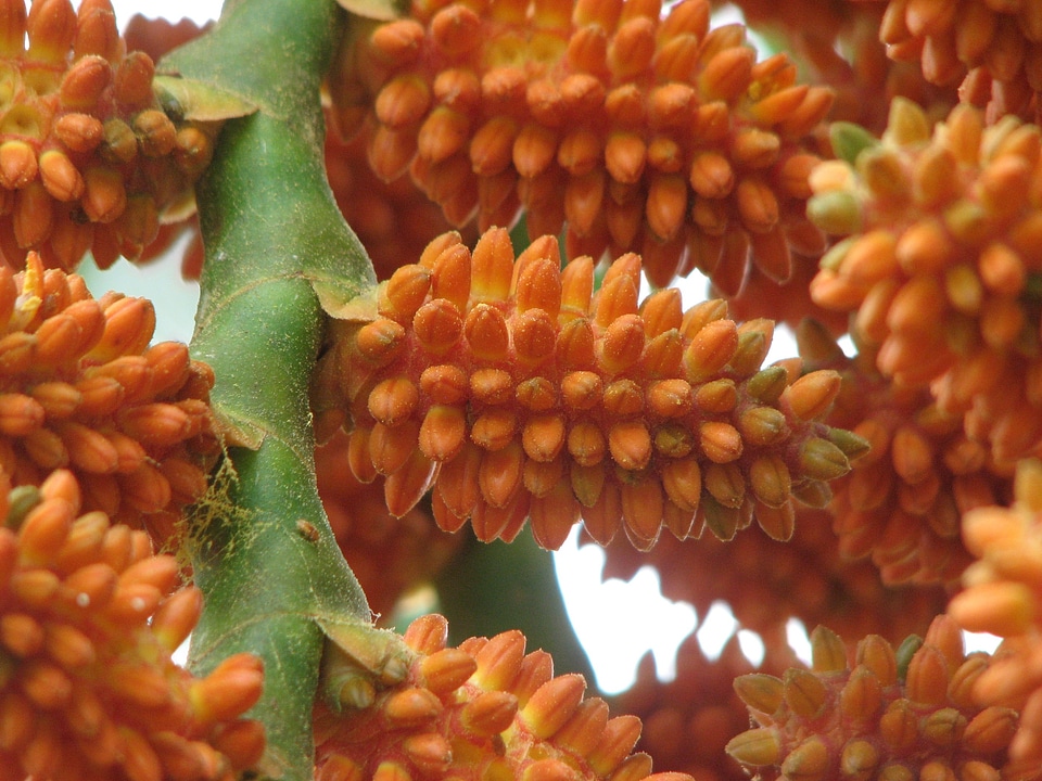 Seeds plant flower