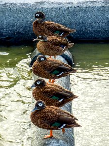Laysan ducks in a row (Anas laysanensis) at Catchment