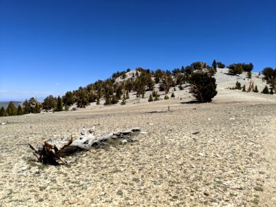Dolomite barrens in Patriarch Grove