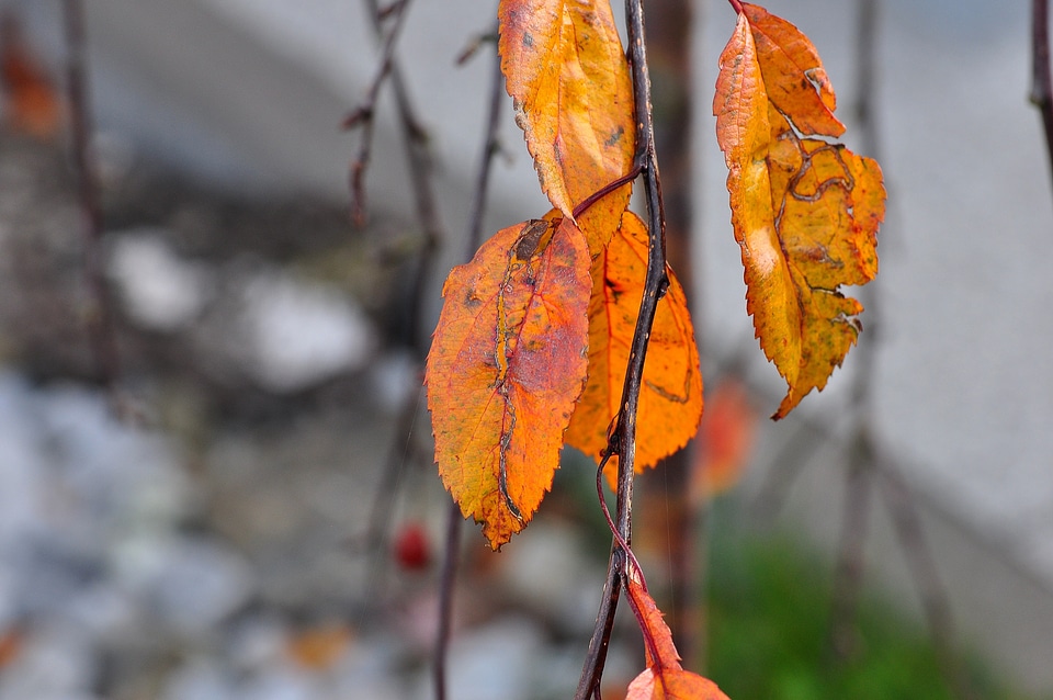 Leaves autumn macro