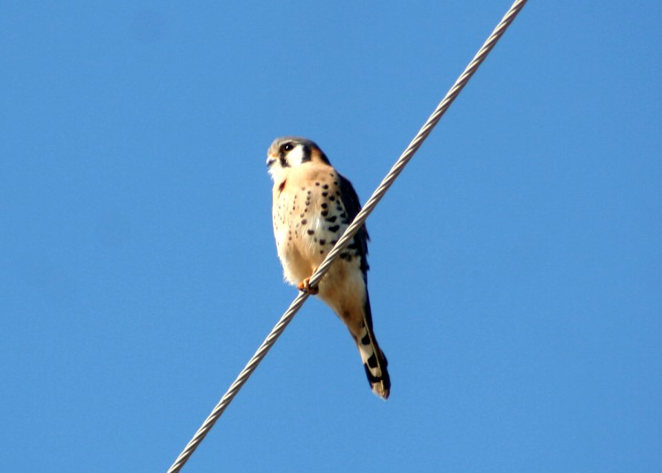 6691_american_kestral_munsel_odfw