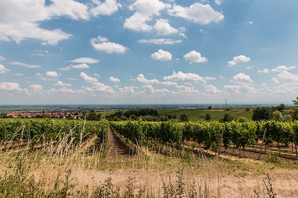 Palatinate wine sachsen