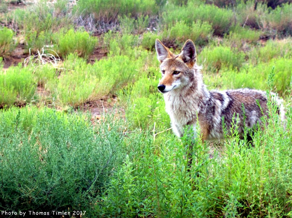 Coyote - New Mexico photo