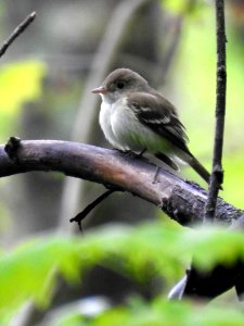Acadian flycatcher ORINWR Michael Schraam USFWS 2020