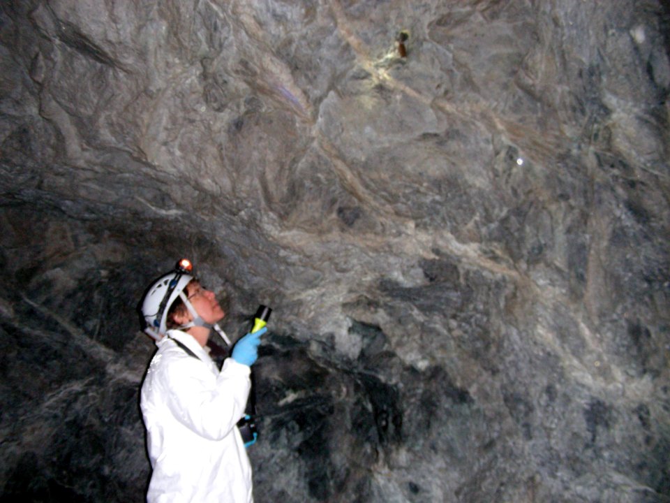 USFWS Biologist studying bat