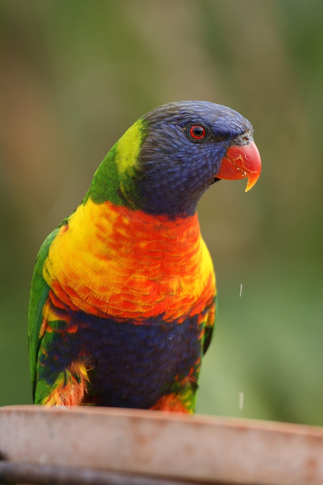 Fauna bird colorful