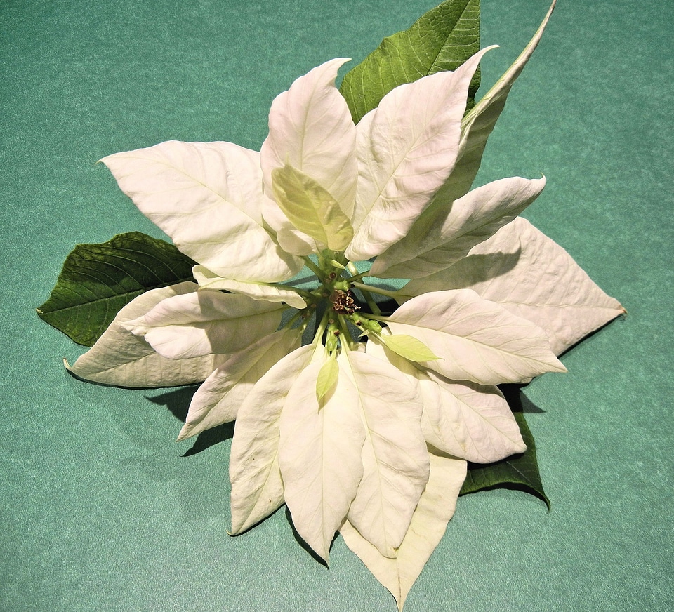 Christmas flower leaves hawaii
