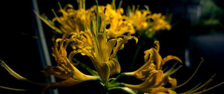 Yellow spider lily