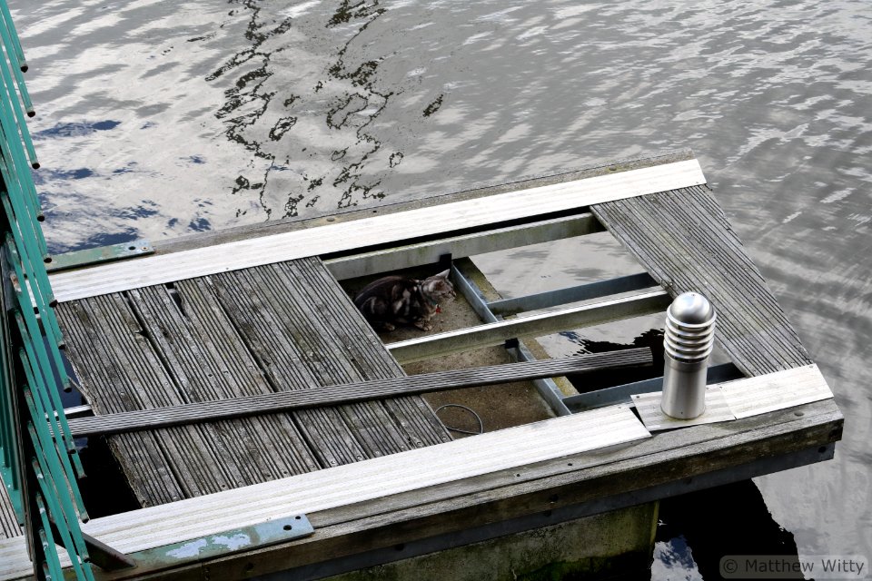 Cat on a pier @ 55mm