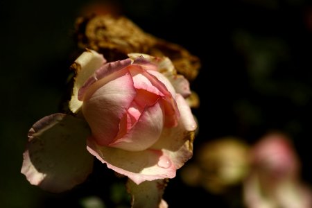 Condominium garden.