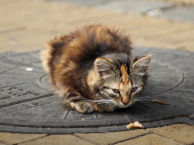 Kitten on a street