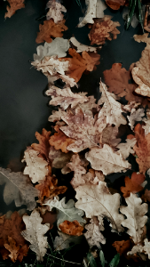 Autumn