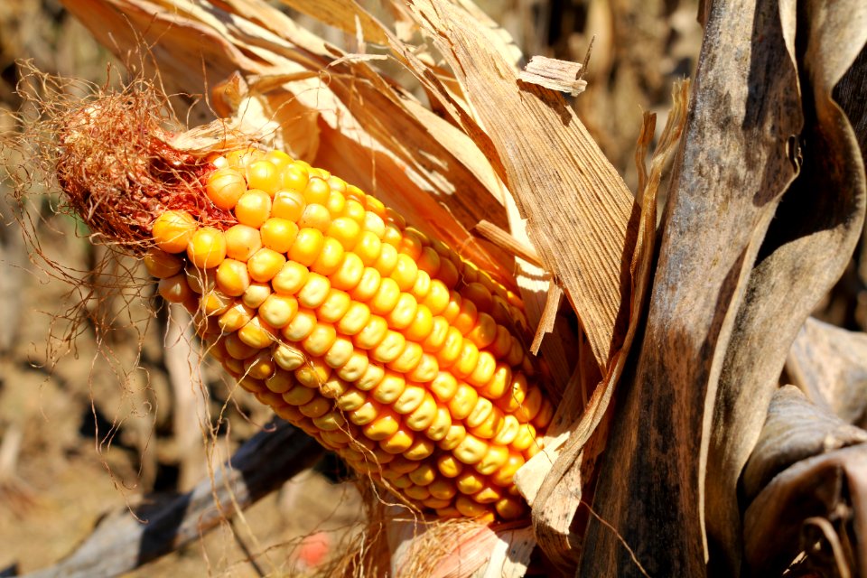 CORN HARVEST_ear_cu