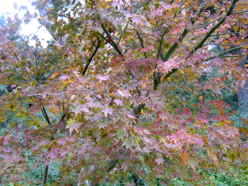 Golden Gate Park Leaves