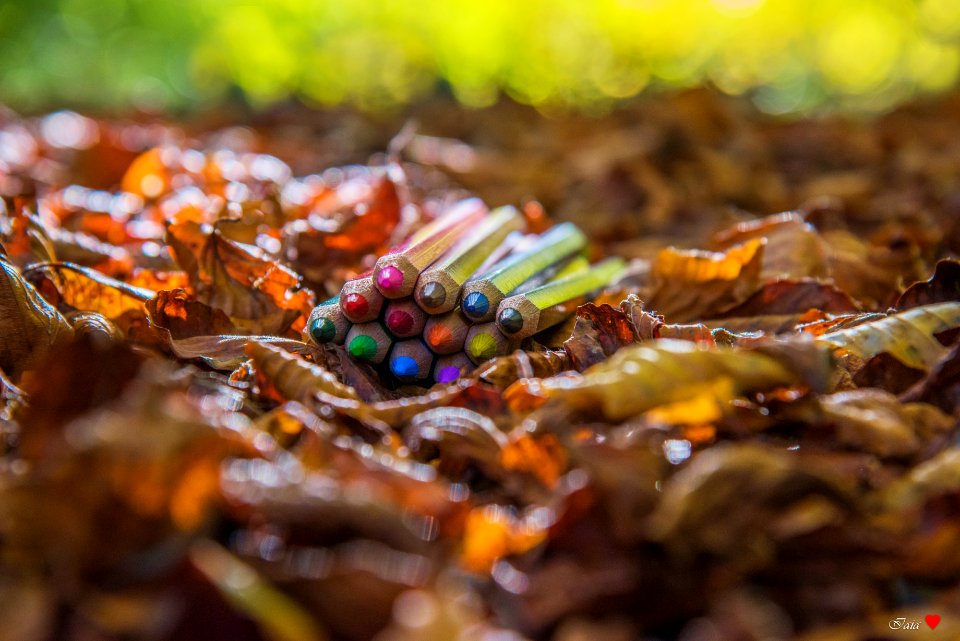 I colori del bosco