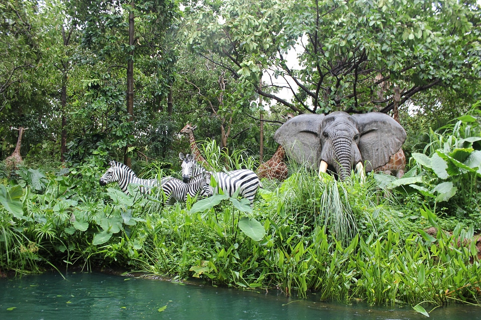 Elephants grass plants