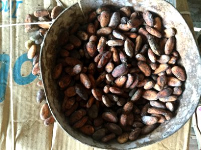 Raw cacao beans