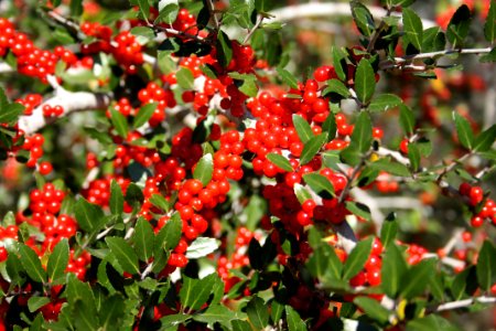Medium image of Yaupon Holly red berries photo