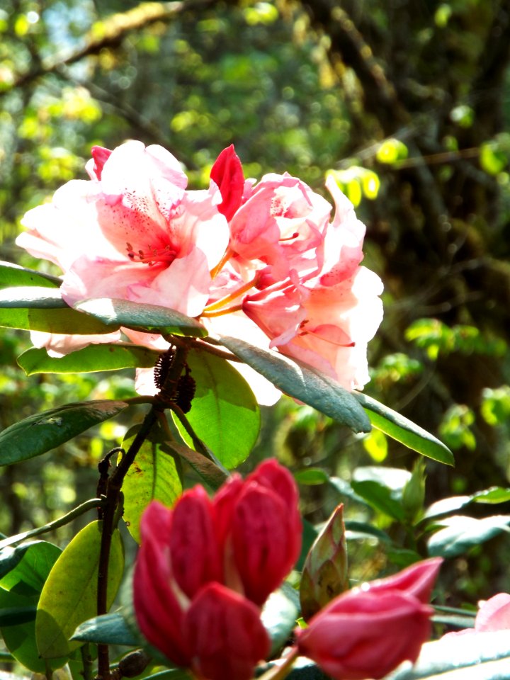 DSCF4084