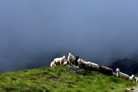 Curious sheeps