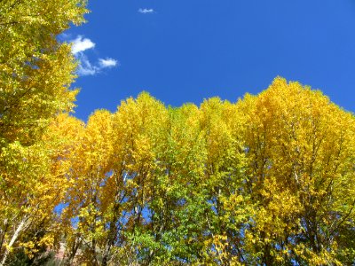 Telluride Leaves