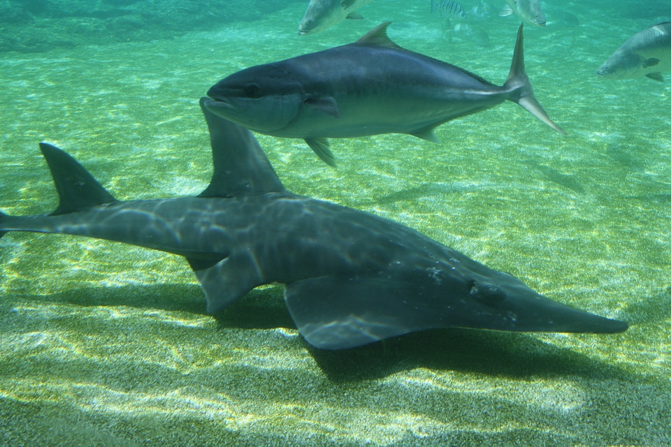 Shark fish underwater