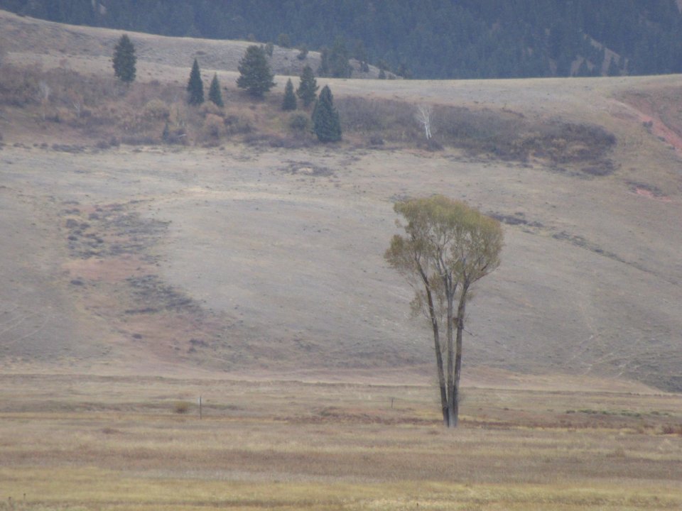 Lone Tree in Jackson Hole