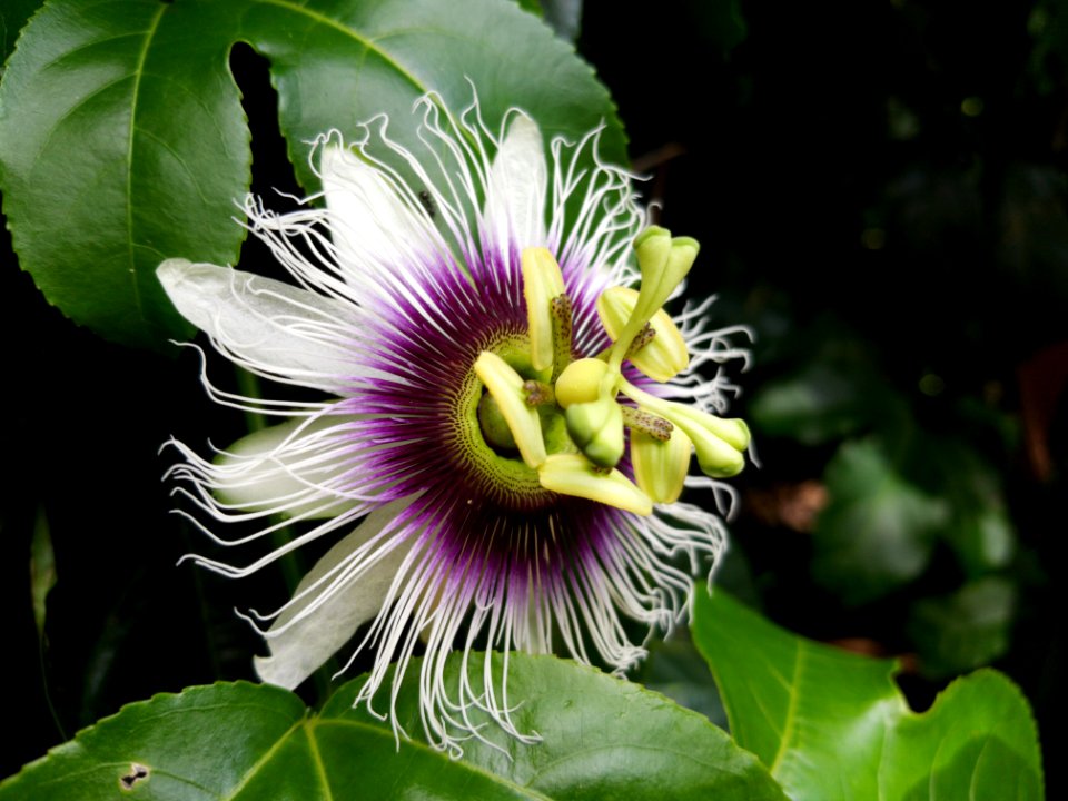 Passionsblume