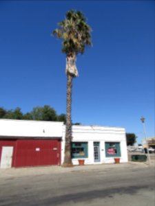 Isleton Palm Tree
