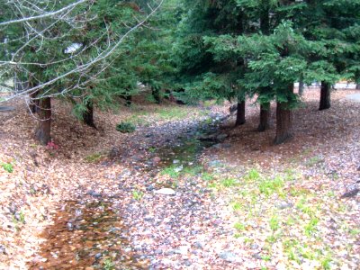 Leaves in the Brook