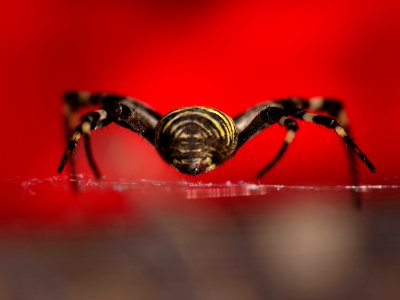 ARAÑA TIGRE ARGIOPE