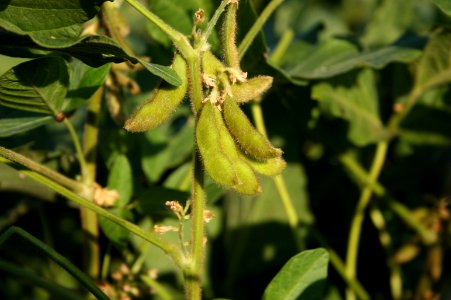 Soybeans photo
