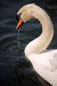 Wildlife bird elegance
