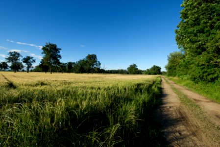 The wheat days. Much better viewed large.