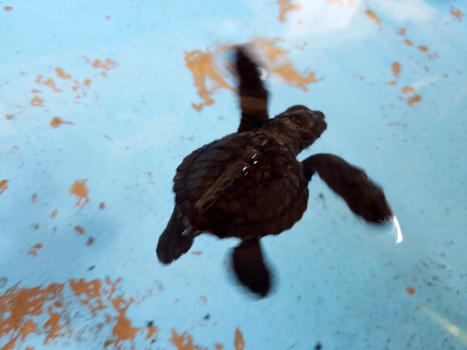 Baby-Karettschildkröte
