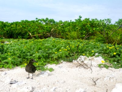 A juvenile sooty tern (Onychoprion fuscatus) on Spit Island
