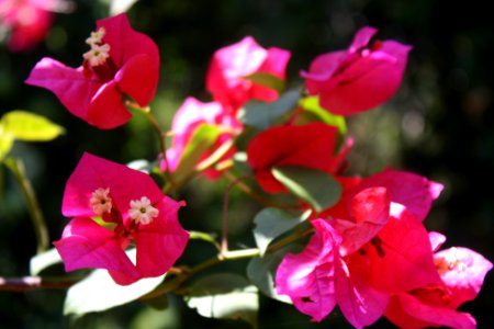 Flor de Novembro