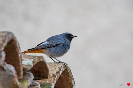 Codirosso Spazzacamino -Phoenicurus ochruros photo