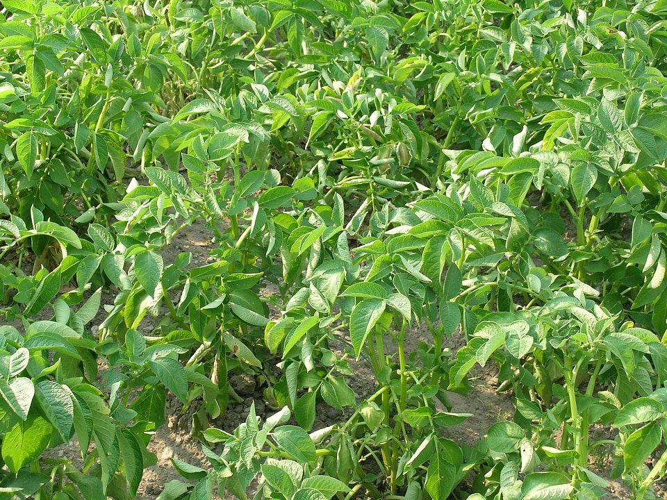 Plant potatoes garden cultivation