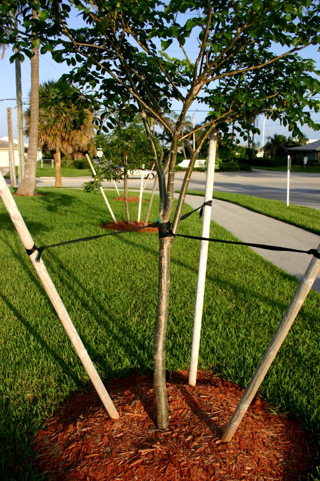 Staking Trees for Support
