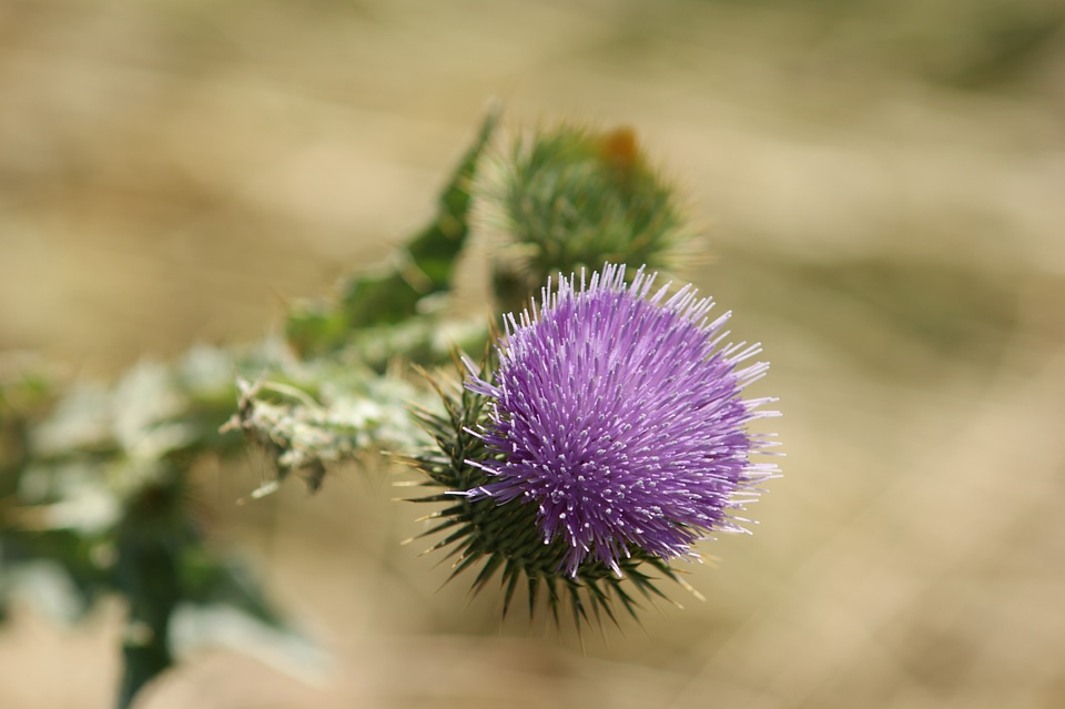 Globe thistle flower plant