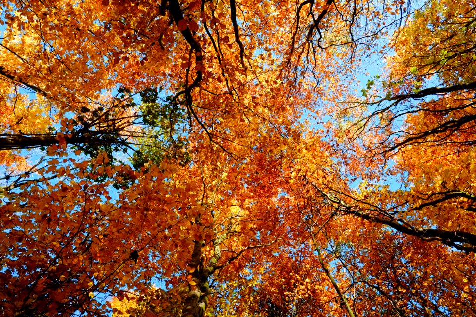 Wingate Wood