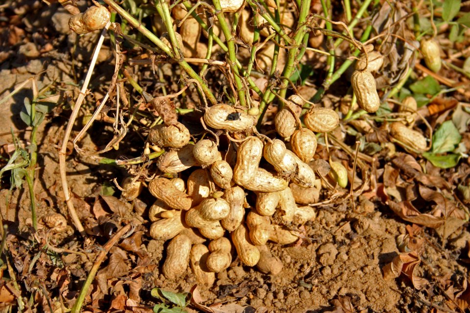 Peanut Plant Harvest